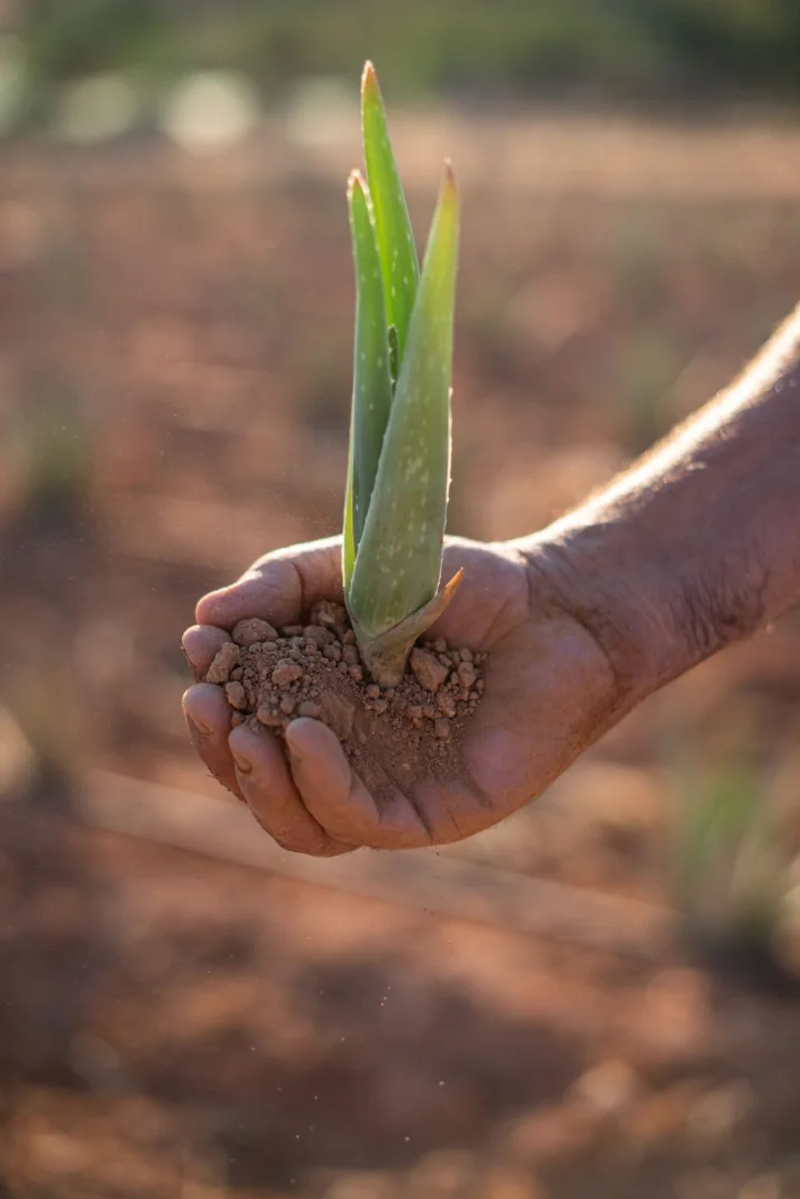 aloe-care-1_sm.jpg