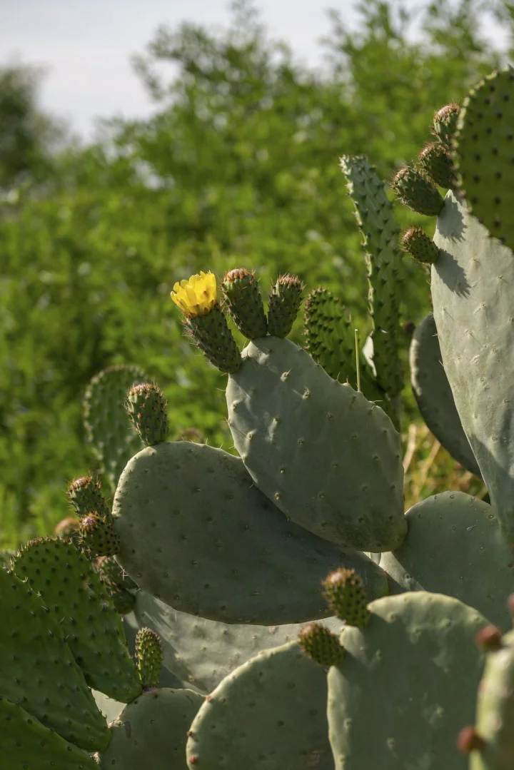 aloe-care-4_sm.jpg