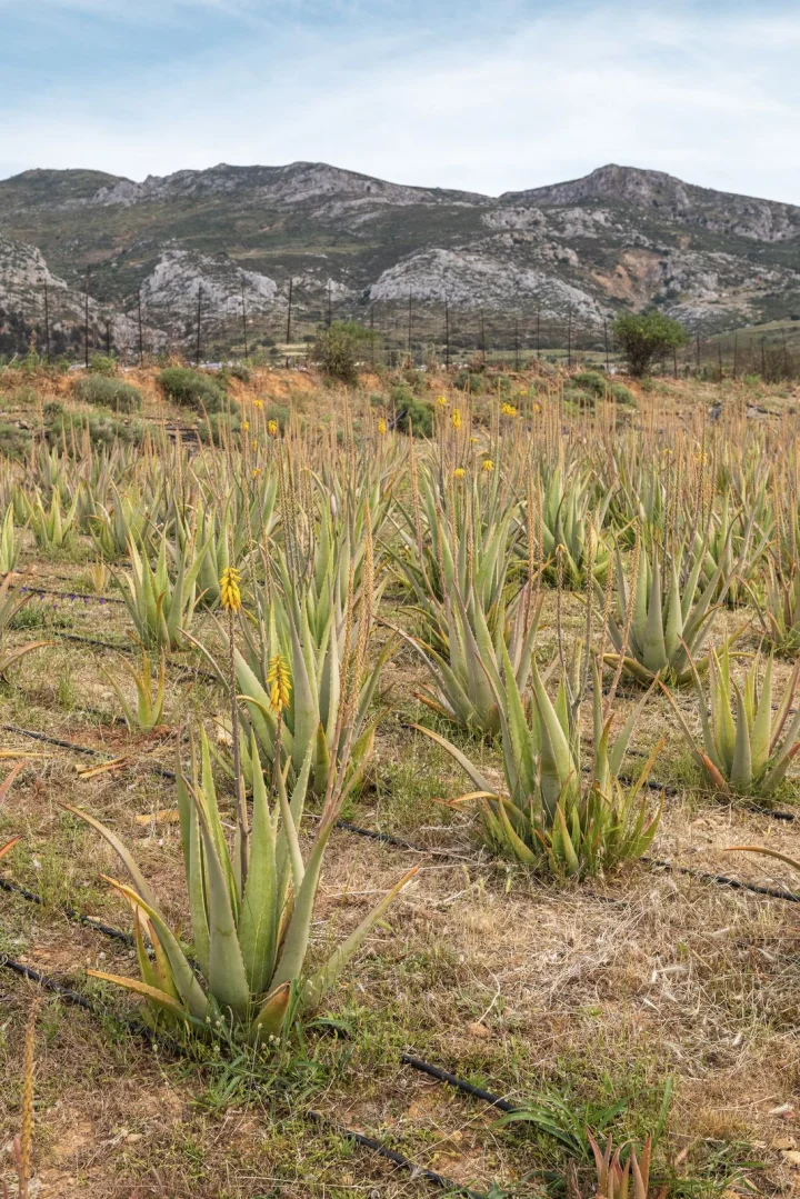 aloe-care-6_sm.jpg