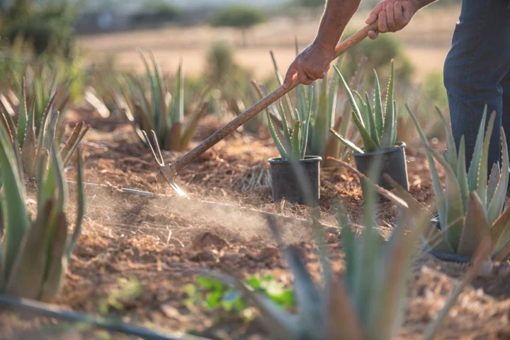 aloe-walk-1_sm.jpg