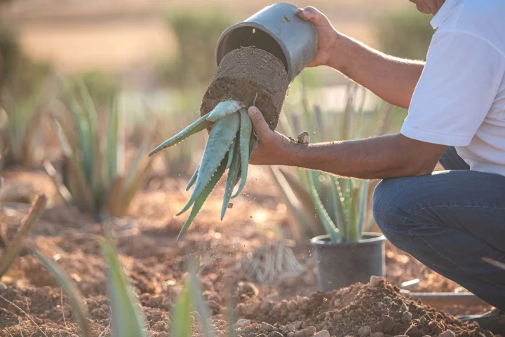 aloe-walk-2_sm.jpg